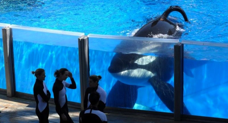 Tilikum at SeaWorld Orlando in 2010, the year his trainer, Dawn Brancheau, was killed.