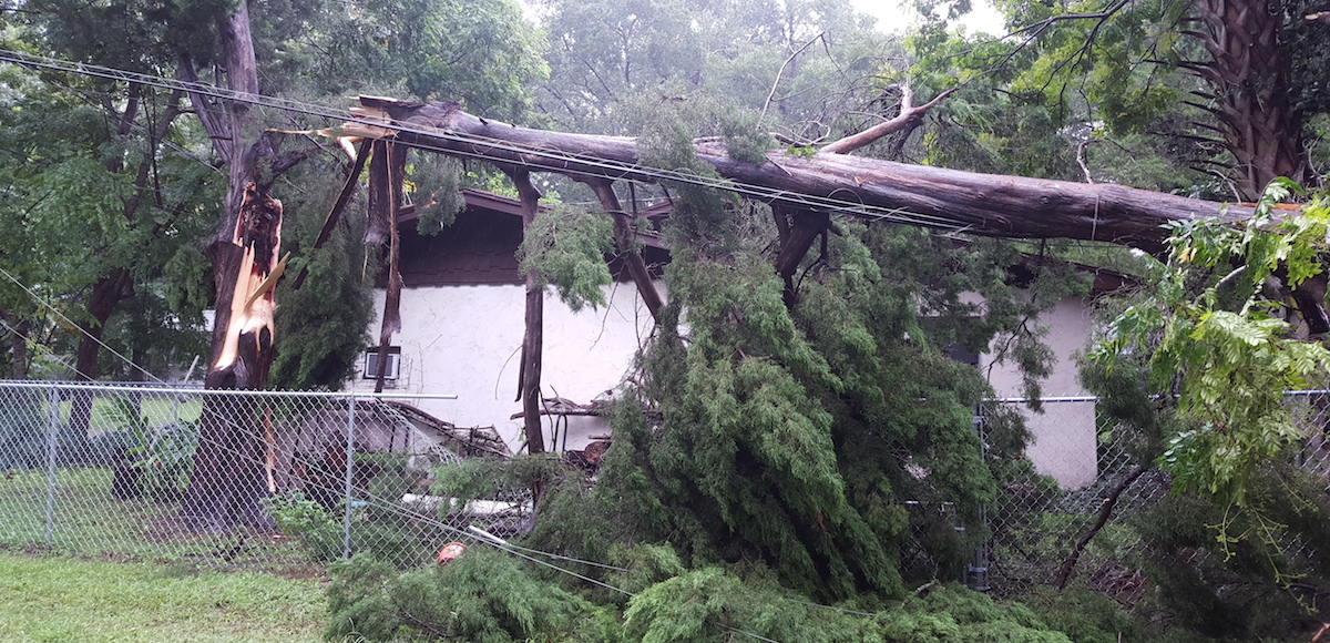 A tree snapped in half by Hurricane Irma falls on a power line in Alachua County, causing much of Newberry to lose power. (Photo: People's Pundit Daily)