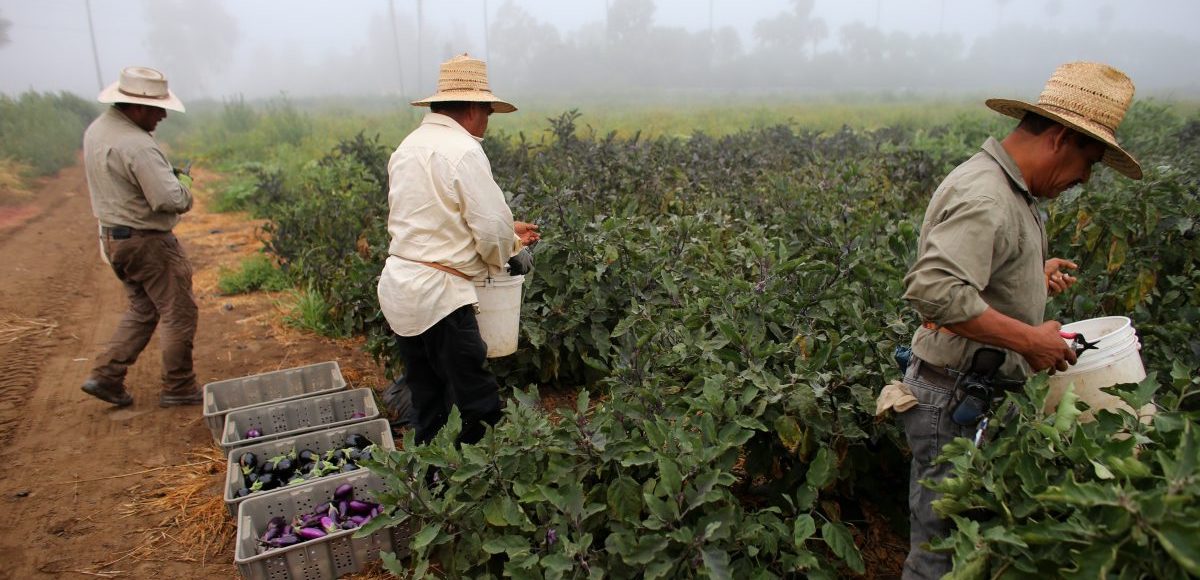 Farm workers pick eggplant in the early morning fog on a farm in Rancho Santa Fe, California United States August 31, 2016. (Photo: Reuters)