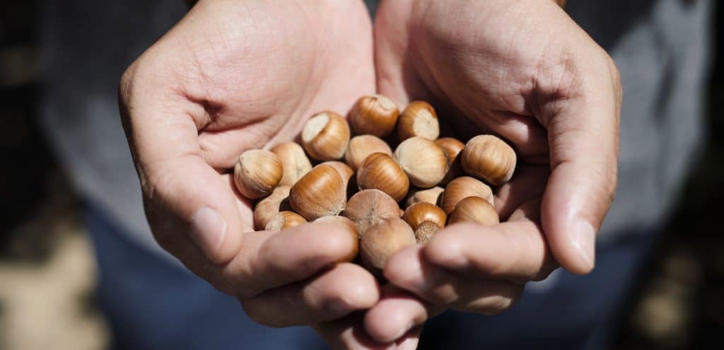 A closeup of a young man with a pile of hazelnuts in his hands during the harvest. (Photo: AdobeStock)