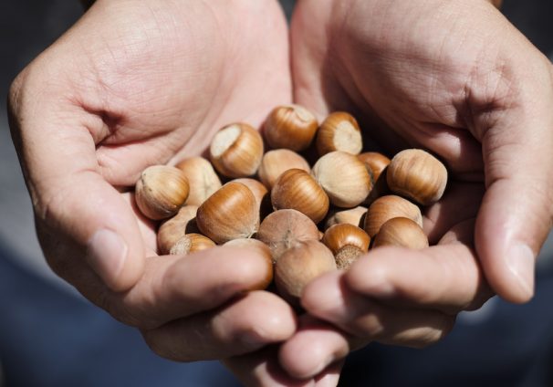 A closeup of a young man with a pile of hazelnuts in his hands during the harvest. (Photo: AdobeStock)