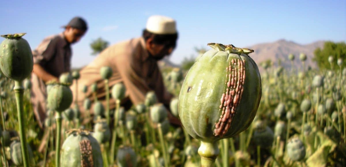 Growers in Eastern Afghanistan harvest opium from ripe papaver somniferum, more commonly known as the Opium poppy.
