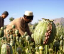 Growers in Eastern Afghanistan harvest opium from ripe papaver somniferum, more commonly known as the Opium poppy. (Photo: AdobeStock)