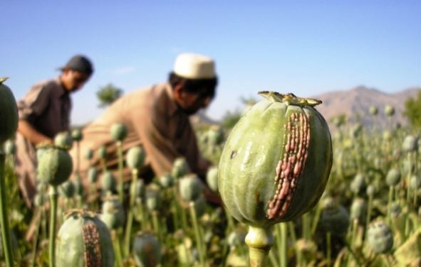 Growers in Eastern Afghanistan harvest opium from ripe papaver somniferum, more commonly known as the Opium poppy. (Photo: AdobeStock)